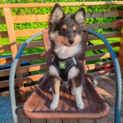 @aimosheltie - R⤓Download