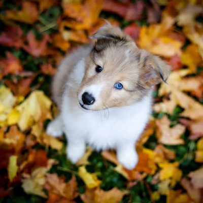 @extreme_shelties - R⤓Download