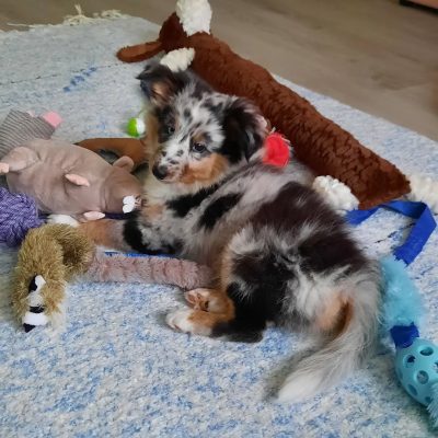 @halti_kaja_sheltti - R⤓Download