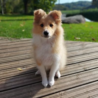 @nilasheltie - R⤓Download