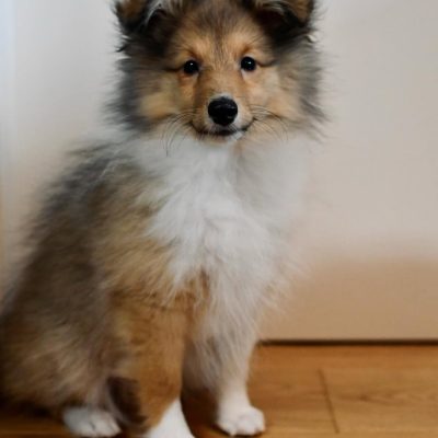 @sheltie.fox - R⤓Download 3