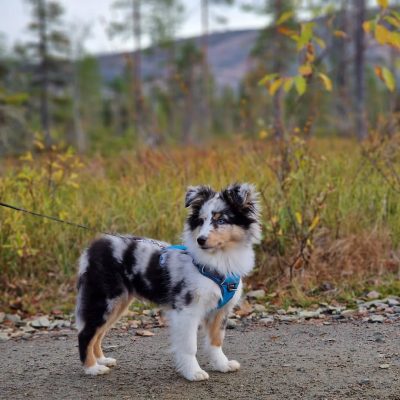 @sheltie_sora - R⤓Download 3