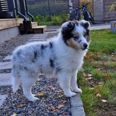 @sheltieboy_eetu - R⤓Download 3